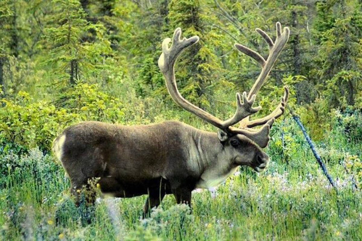 Caribou herds in the Shuswap and surrounding areas remain in low numbers but have been relatively undisturbed by humans in the past year. (Black Press file photo)