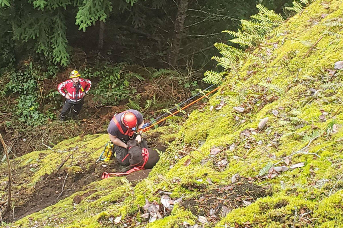 Extension volunteer firefighters perform a rope rescue to retrieve a dog that became stranded on the ledge of a cliff after slipping on steep terrain south of Nanaimo on Thursday, Jan. 26. (Photo courtesy Extension Volunteer Fire Department)
