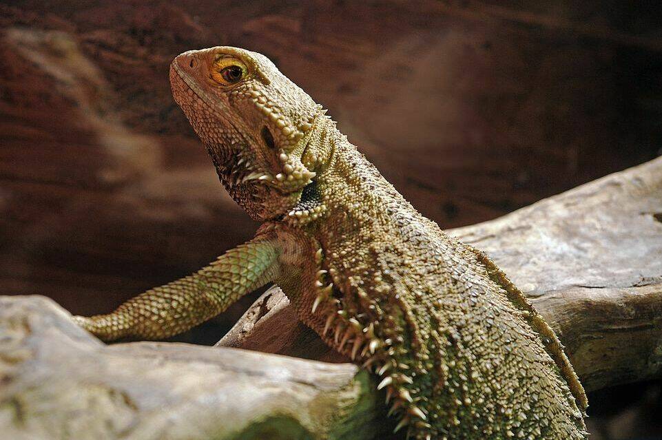 A fire at Urban Safari Rescue Society Saturday morning has killed approximately 60 animals, including reptiles, frogs, Guinea pigs and sugar gliders. (Urban Safari Rescue Society/Facebook photo)