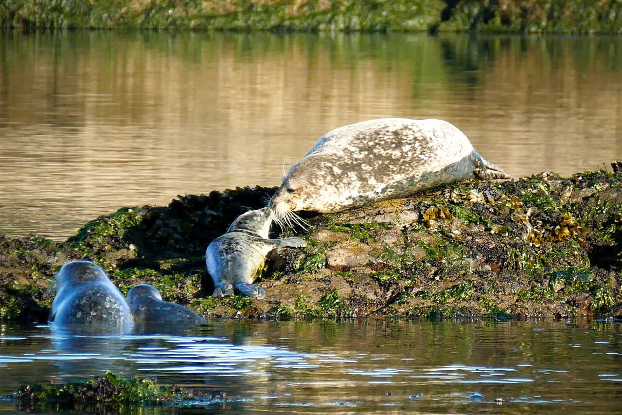 A seal kiss from mom to pup on Discovery Island. (File photo by Nick Wemyss)