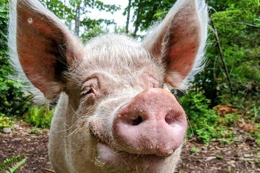 Theo was 800 pounds when picked up alongside the highway in Langley. After getting to A Home for Hooves Farm Sanctuary, he slimmed down, got a girlfriend and happily lived out the rest of his days. (Courtesy of A Home for Hooves Farm Sanctuary)
