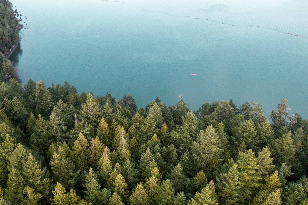 KELA_EKE Kingfisher Forest, named for its abundance of belted kingfishers, as seen from above. (Alex Harris/Raincoast Conservation Foundation)