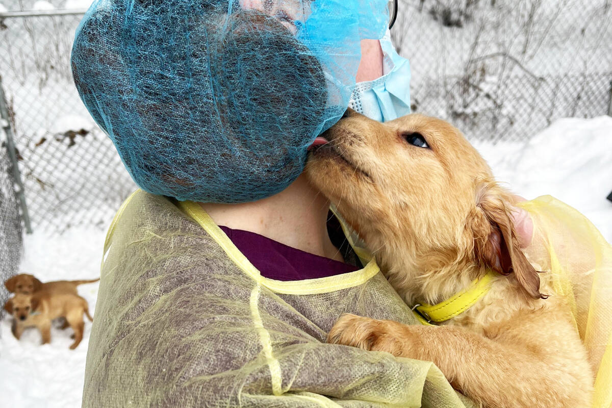 Kisses for the SPCA from puppies responsibly surrendered by a Quesnel dog breeder. (SPCA photo)