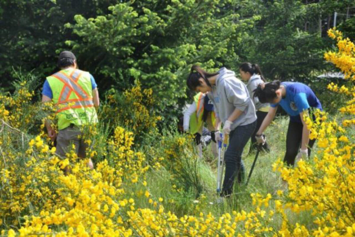 Broombusters Invasive Plant Society and volunteers work to cut broom in bloom. (PQB News file photo)