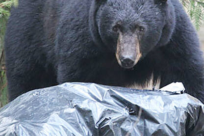 The Town of Lake Cowichan is hoping to help limit human/bear interactions with hefty fines for garbage put out too early. (Black Press File Photo)
The Town of Lake Cowichan is hoping to help limit human/bear interactions with hefty fines for garbage put out too early. (Black Press File Photo)
