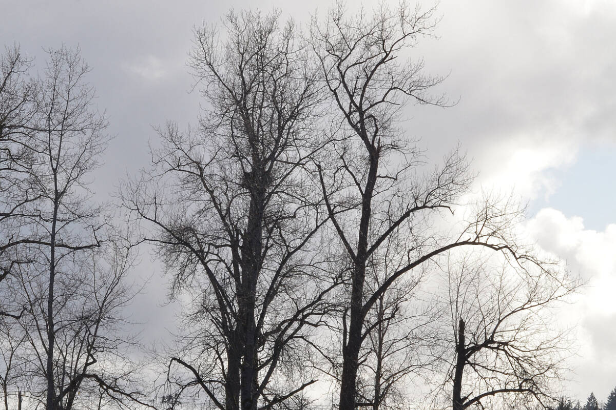 An eagles nest in a tree near Wallace Drive in Saanich is the source of concern for residents who worry a new sewer line will put the protected bird in peril. (Courtesy of Wayne Joslin)