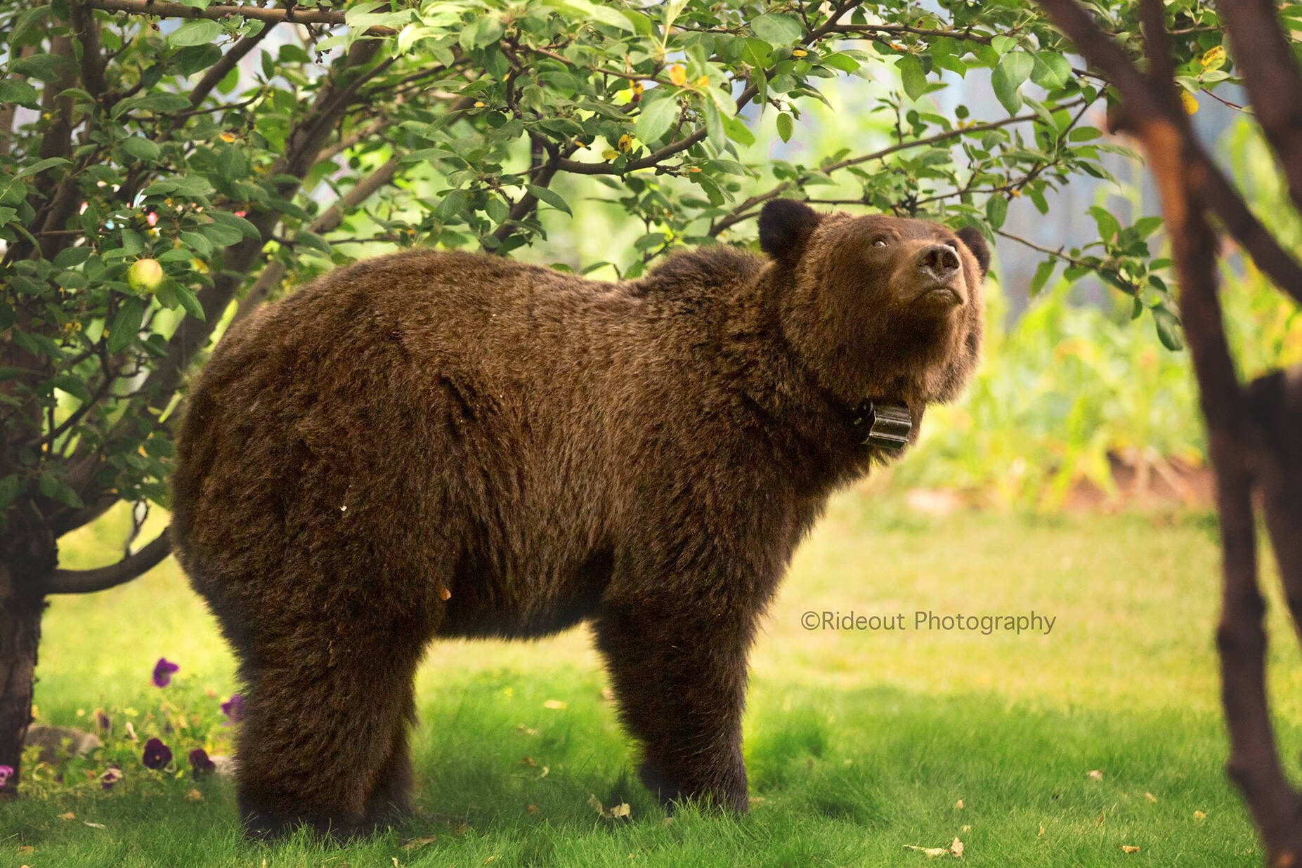 An Elk Valley man has been fined $15,000 and banned from hunting for 10 years after pleading guilty to illegally killing a grizzly bear sow and cub. Photo courtesy BC Conservation Officers Service.