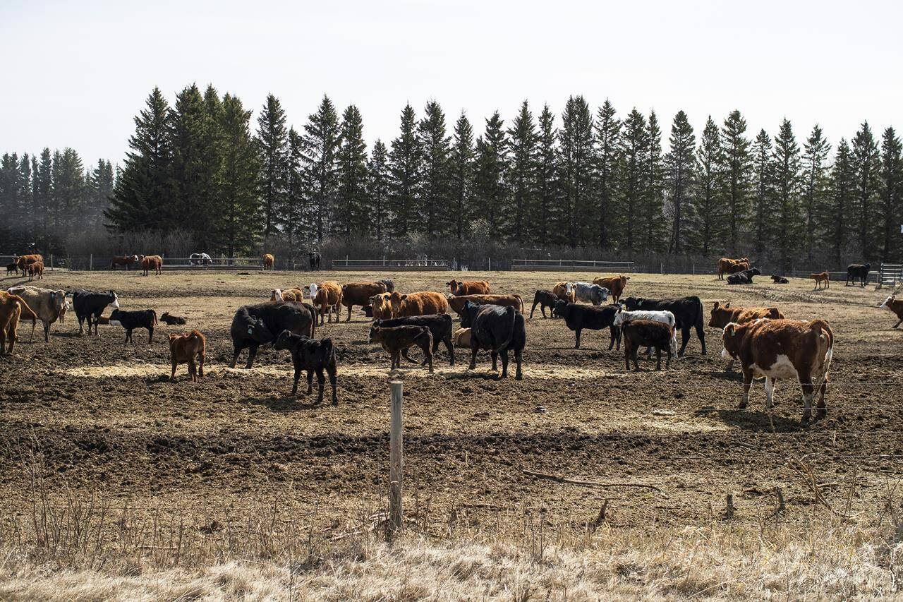 Cattle roam in a field near Pigeon Lake, Alta., on May 1, 2022. Experts say an uptick in extreme weather, such as drought, is leading beef farmers in the U.S. and Canada to thin their herds in near-record numbers, which could lead to supply problems in the beef industry over the longer term. THE CANADIAN PRESS/Jason Franson