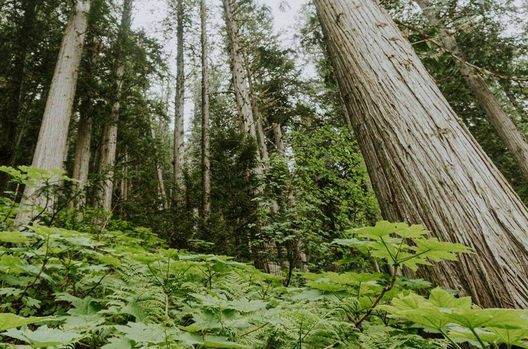 Part of an old-growth deferral area is shown in one of Downie Timber’s cut blocks north of Revelstoke, B.C. in this undated handout photo. The company wants to avoid logging sections of at-risk old growth but says it was told by the Crown corporation that manages B.C.’s public forests to cut the trees down or pay to leave them standing.THE CANADIAN PRESS/HO, Eddie Petryshen