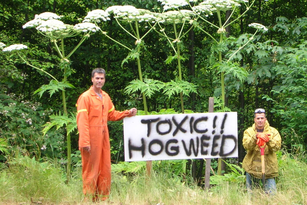 A work crew tackles giant hogweed. The toxic plant can cause severe reactions in humans. (Kelly Mulhern - CRD)