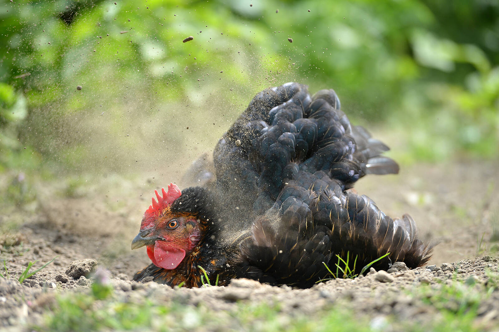 There’s more to hens than just eggs. (Courtesy BC SPCA)