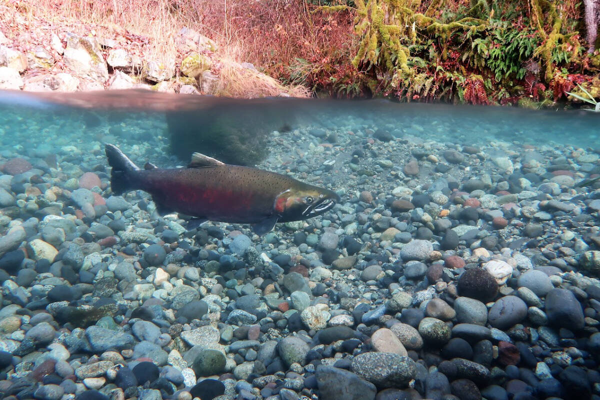 Coho is one of the many salmon species that spawns in Little Qualicum River. (Submitted photo)