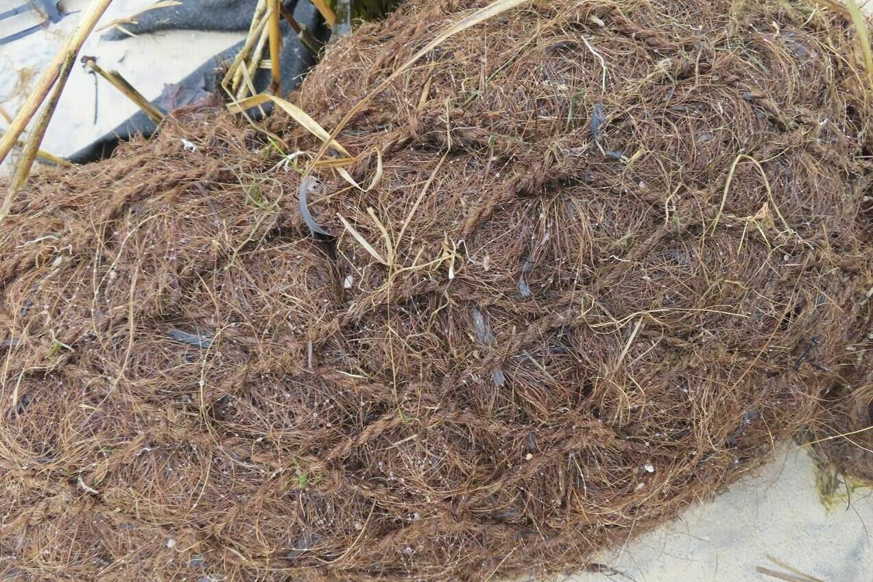 A close-up of a log of coconut husk known as coir along the bank of the Shark River in Neptune, N.J., Jan. 31, 2023 where the American Littoral Society is doing a shoreline restoration project incorporating coconut fibers. The material is being used in shoreline stabilization projects around the world. (AP Photo/Wayne Parry)