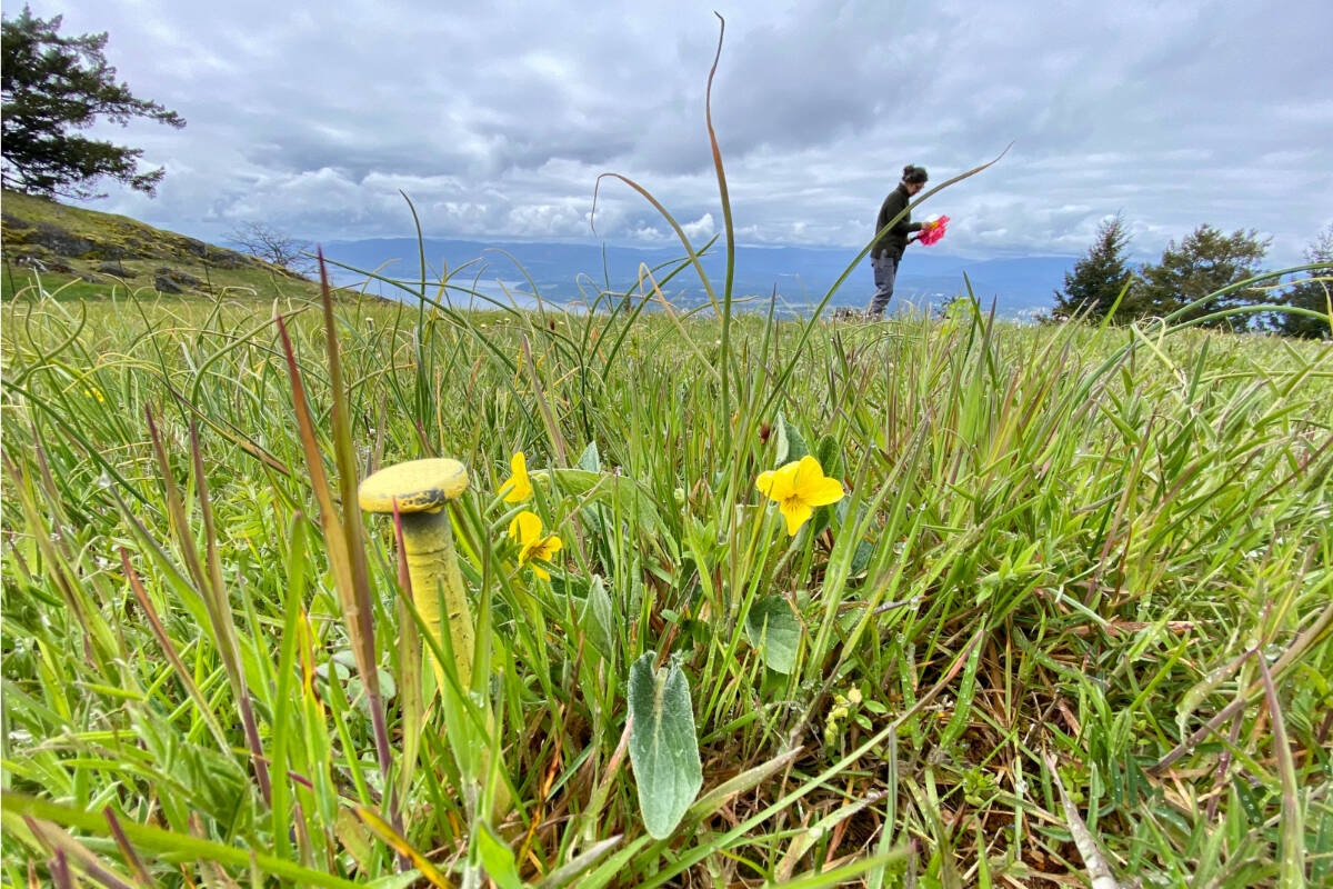 Threatened yellow-montane violets in the Mt. Tuam protected area on Salt Spring Island. (Photo by Laura Mattias)