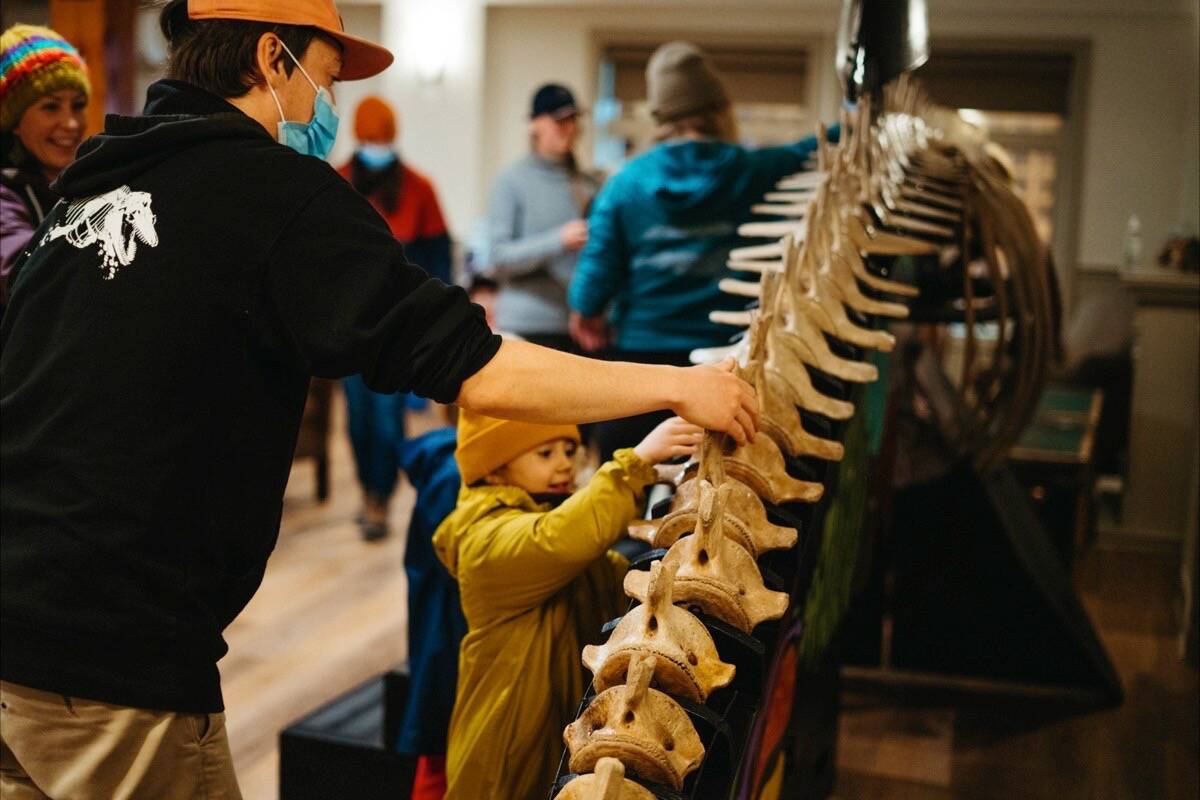 A West Coast kid examines a killer whale vertebrae at a past Build-A-Whale event during Maritime Kids Day. (Pacific Rim Whale Festival photo)