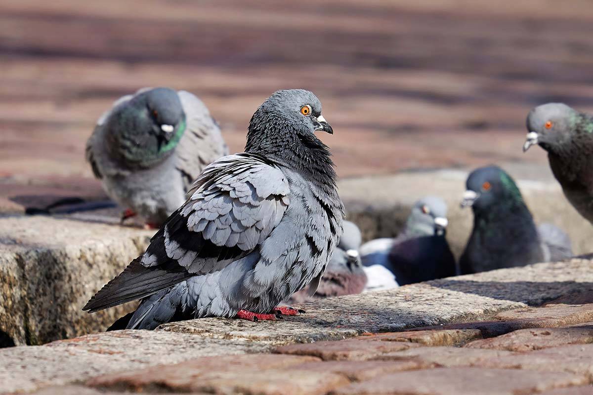 Correctional officers came across a pigeon with a mini backpack on Feb. 27 at Matsqui Institution in Abbotsford. (Stock photo by Couleur from Pixabay)