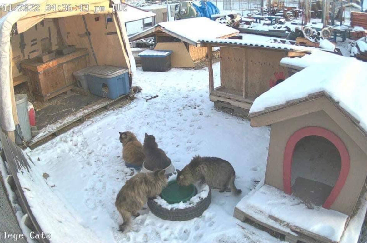 A colony of feral cats has been living on the COTR campus for 10 years. (Photo via EKCARES)