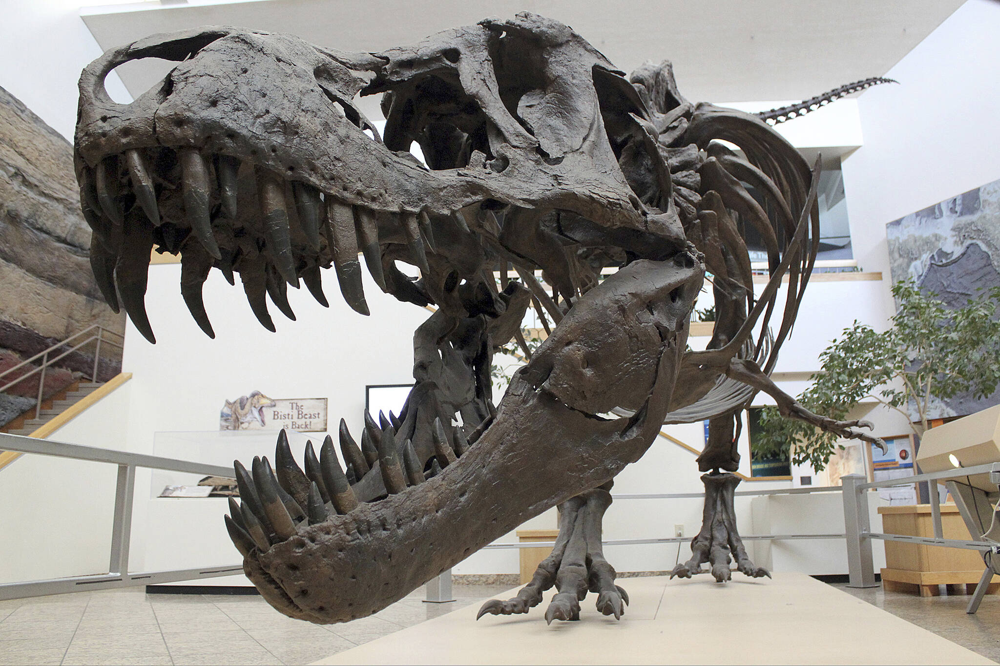 This file photo shows a model of a Tyrannosaurus rex on display in the New Mexico Museum of Natural History and Science in Albuquerque, N.M. (AP Photo/Susan Montoya Bryan)
