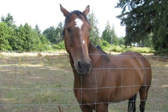 Cash the horse was shot sometime overnight Sunday, April 9, on the Ladysmith end of Cedar Road and had to be put down. (Photo submitted)