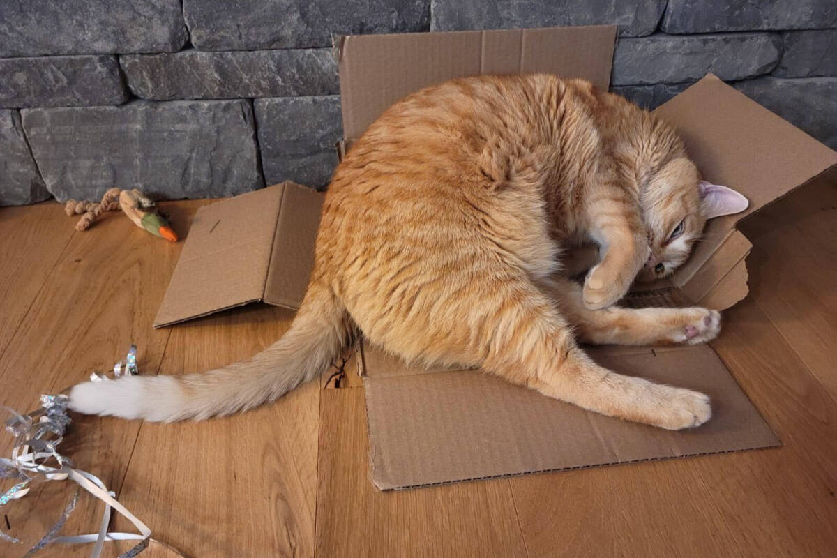 Managing editor Katie Engqvist’s cat Murray likes all boxes, regardless of whether his large frame fits inside. (Katie Engqvist/News Staff)