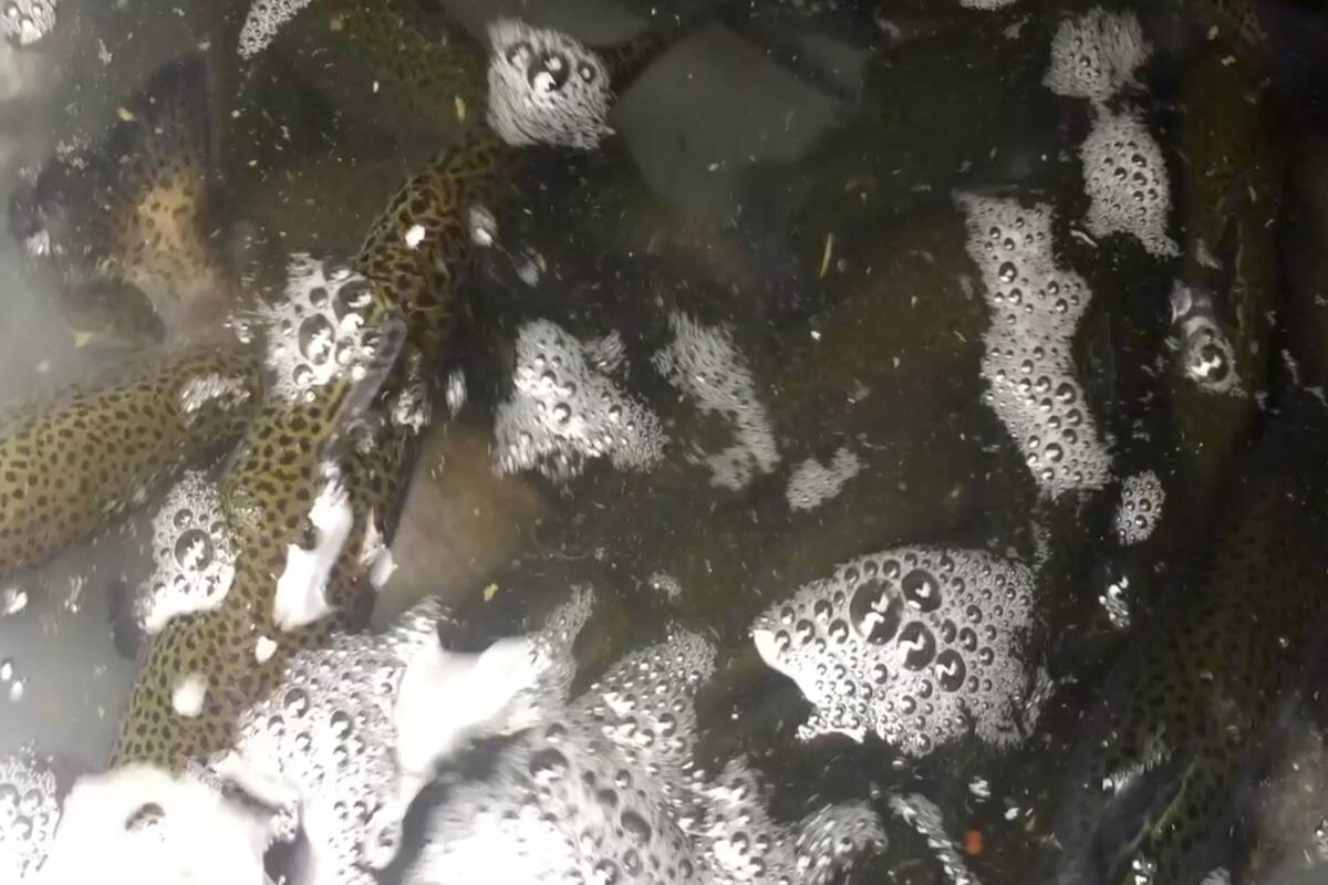 Rainbow trout, photo taken by Laryn Gilmour
