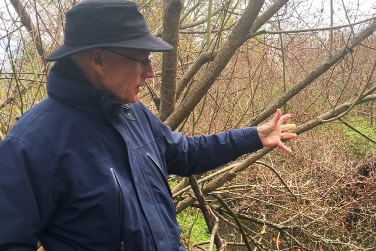 Friends of Bowker Creek Society president Gerald Harris explains how the salmon fry emerge over days, even weeks before heading out to sea. (Christine van Reeuwyk/News Staff)