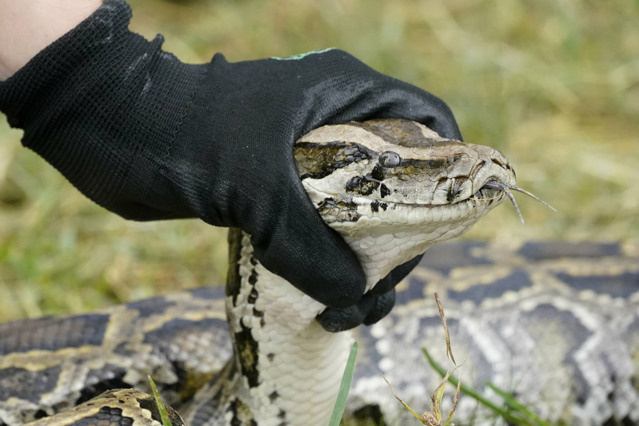 McKayla Spencer, the Interagency Python Management Coordinator for the Florida Fish and Wildlife Conservation Commission (FWC) holds up a Burmese python during a news conference, Thursday, June 3, 2021, in the Florida Everglades. (AP Photo/Wilfredo Lee)