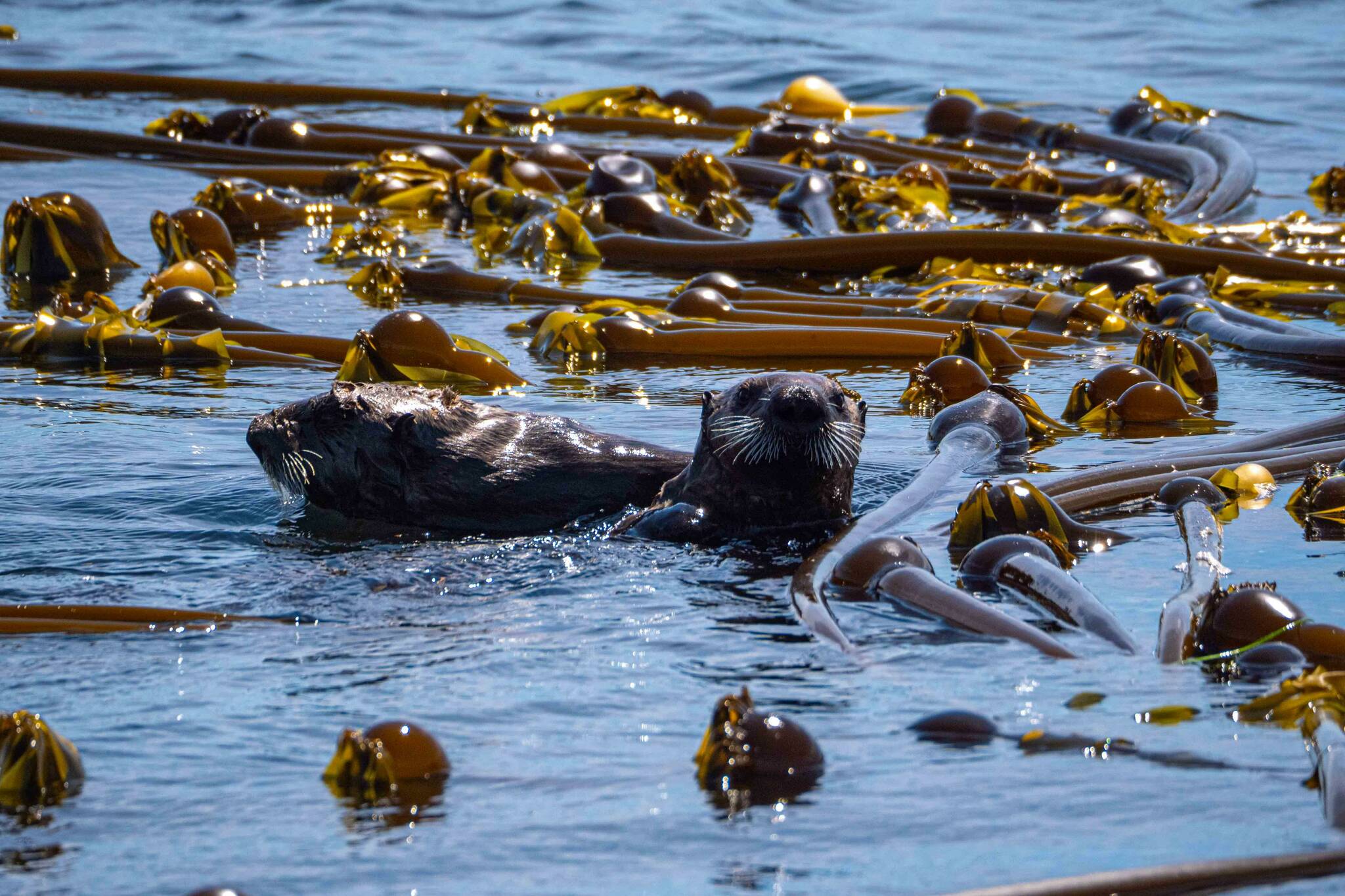 Research is underway in order to help replenish diminishing kelp forests on the B.C. coast. Unsplash/contributed photo
