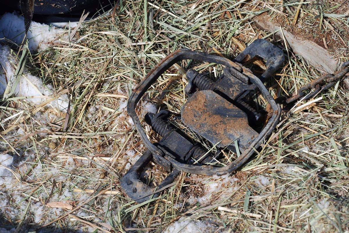 In this Wednesday, Feb. 20, 2019 file photo, a foothold trap intended for bobcat is seen. In B.C. an average of 10 cats and dogs are accidentally caught in wildlife traps each year. (AP Photo/Morgan Lee)