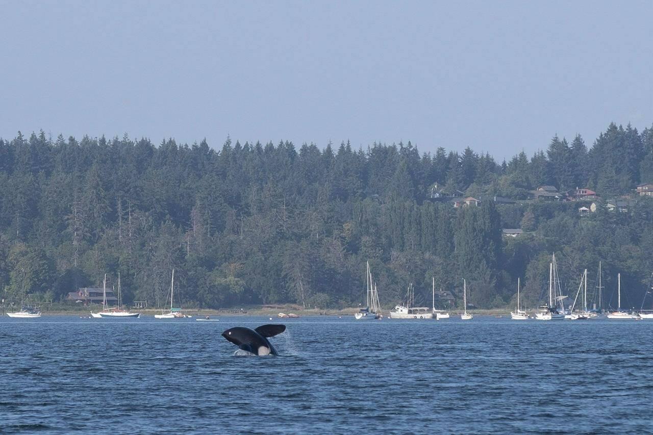 A lone killer whale breaks the water in a Comox, B.C., harbour on Tuesday July 31, 2018.Transport Canada has announced several new measures, ranging from sanctuary zones to fishing closures, as it works to protect critically endangered southern resident killer whales off the British Columbia coast. THE CANADIAN PRESS/Jen Osborne