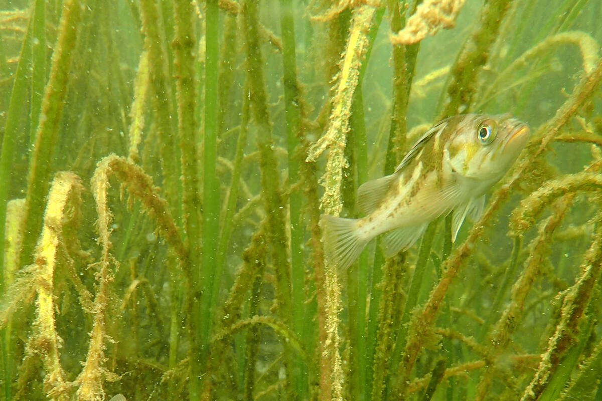 Juvenile Rockfish in Barkley Sound. (Photo courtesy of Emily Adamczyk)