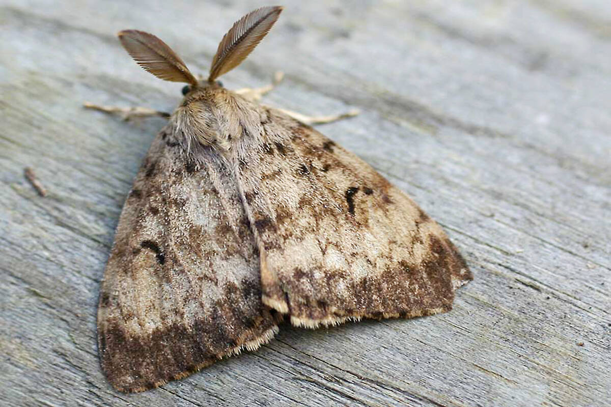 An adult male spongy moth. (File photo courtesy of the Government of B.C.)