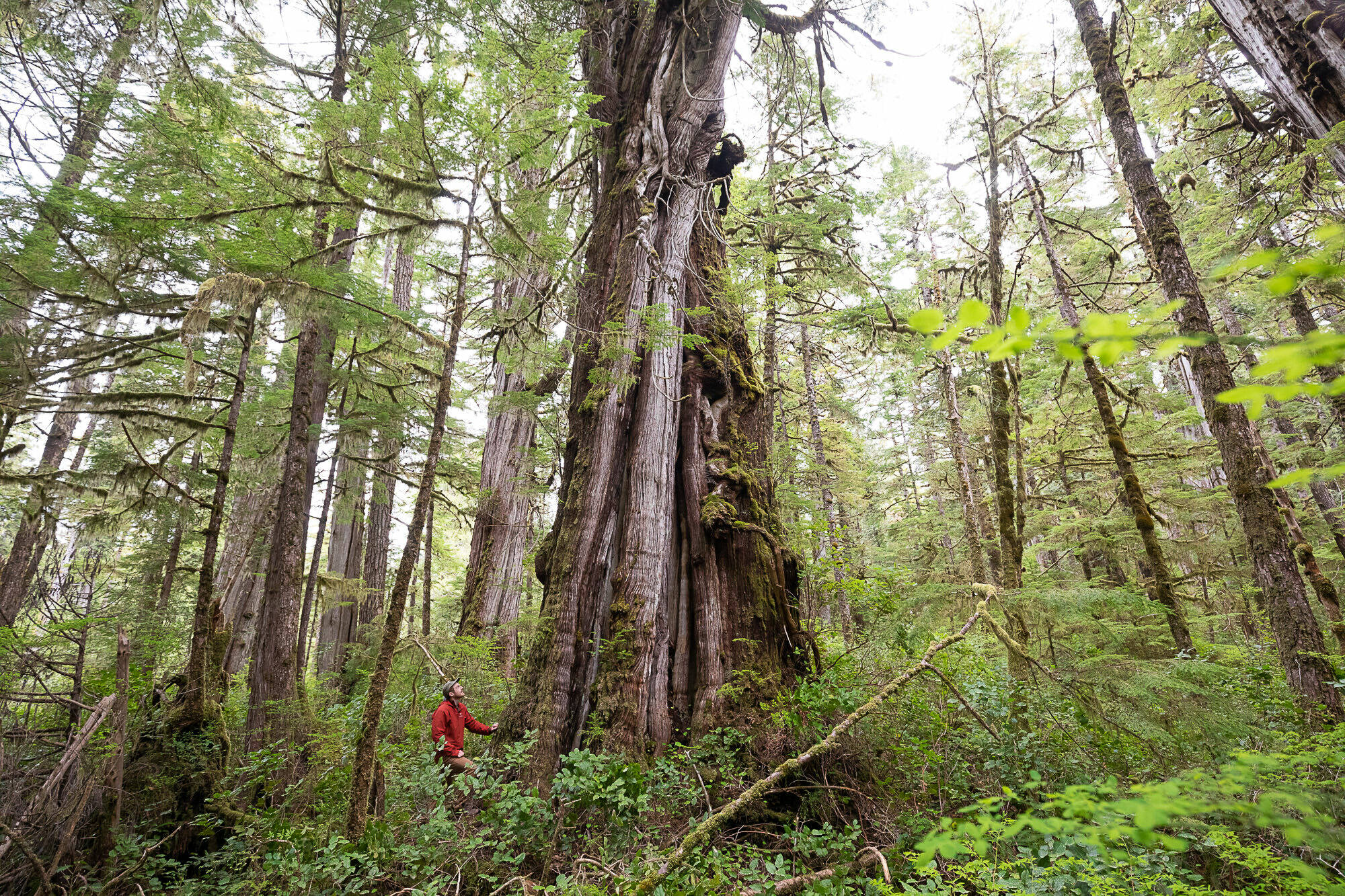Conservation groups are applauding a motion by federal MP Patrick Weiler to protect old-growth forests. (Contributed photo)