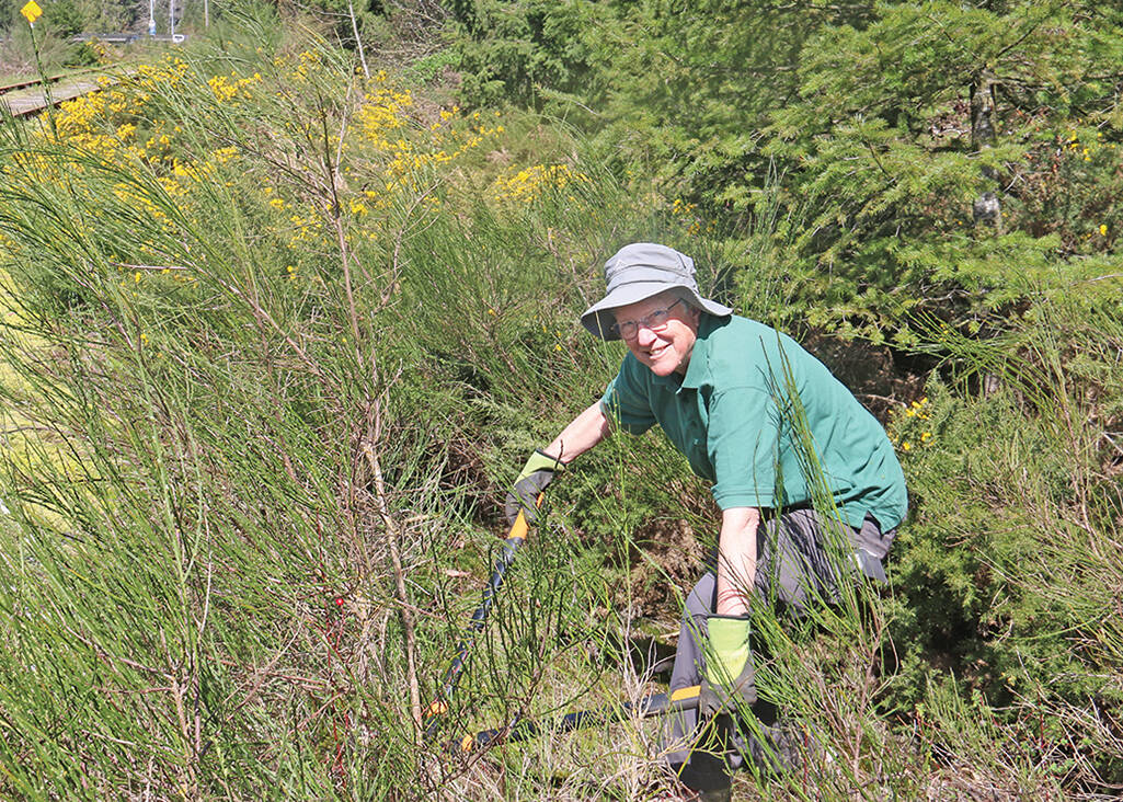 Nikki Toxopeus prepares to cut Scotch broom along the rail line in Ladysmith. She is hoping to get a corps of volunteers together to take on the invasive plant that is taking over many special spaces in Ladysmith and surrounding areas. (Duck Paterson photo)