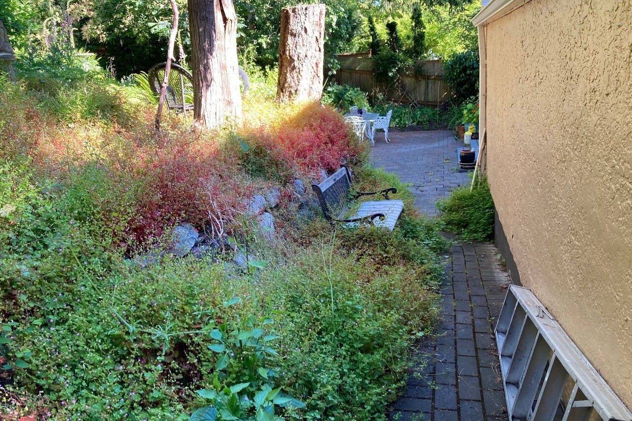 Before and after removal photos show the impact the aggressive shiny geranium can have on a yard. (Courtesy Wylie Thomas)