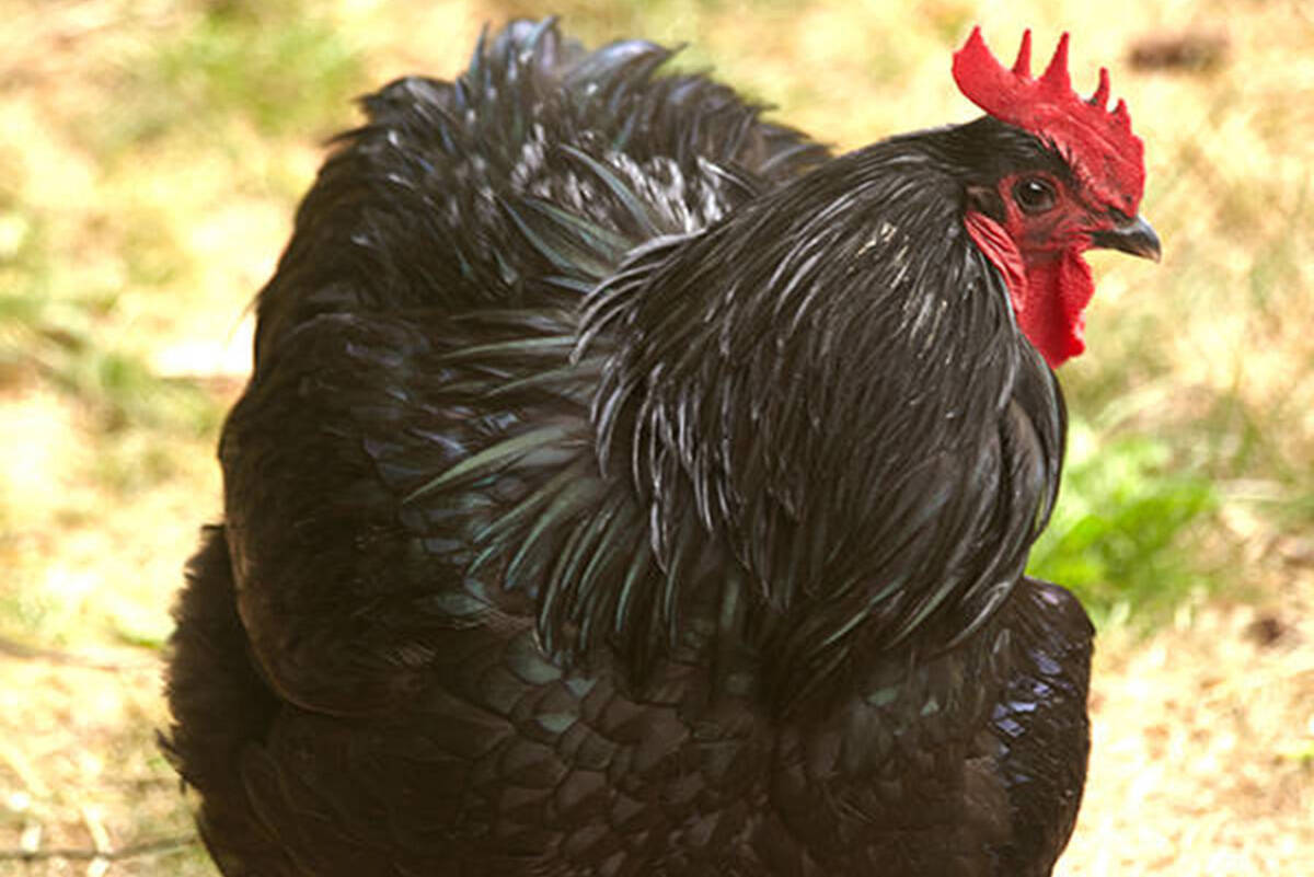 North Cowichan currently has no bylaws to prevent roosters on properties bigger than 0.4 acres (Citizen file photo)