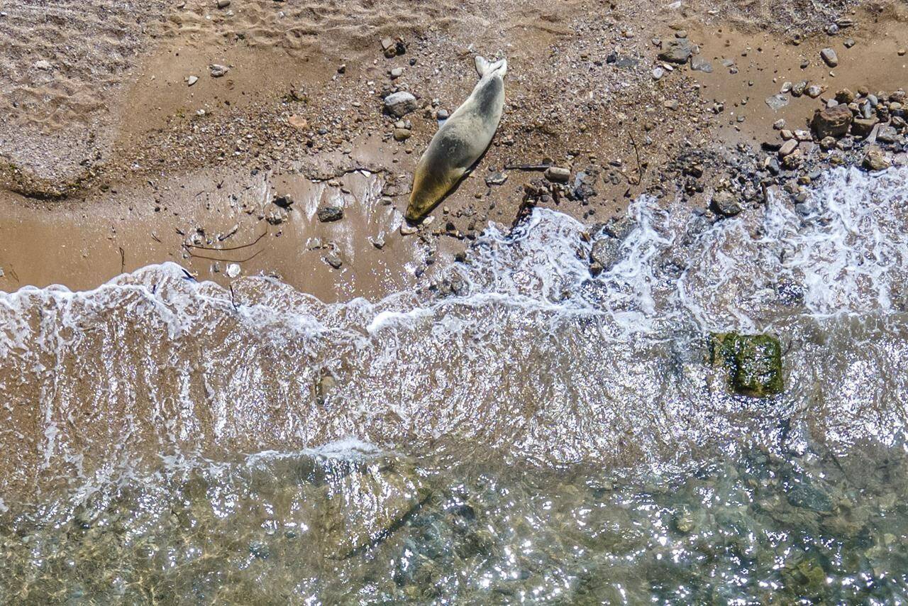 Yulia, an endangered Mediterranean monk seal rests on the beach in Tel Aviv, Israel, Tuesday, May 16, 2023. The seal cow first appeared south of Tel Aviv’s main beachfront last Friday, drawing clusters of curious onlookers to the rocky beach south of Jaffa’s historic center on Tuesday. (AP Photo/Ariel Schalit)