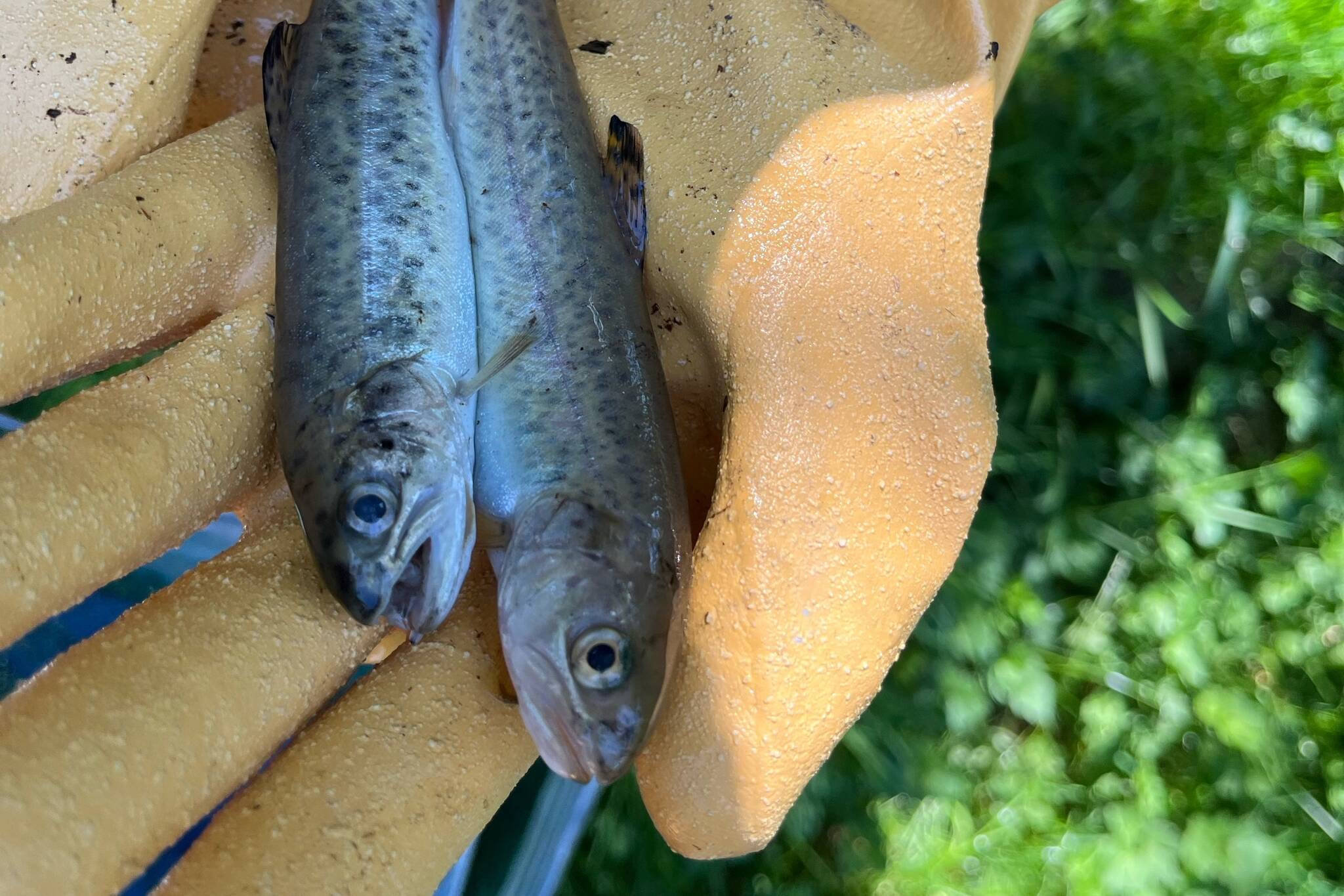 Over 2,000 fish died in a tributary of Willow Creek in Campbell River this week. Photo courtesy Greenways Land Trust