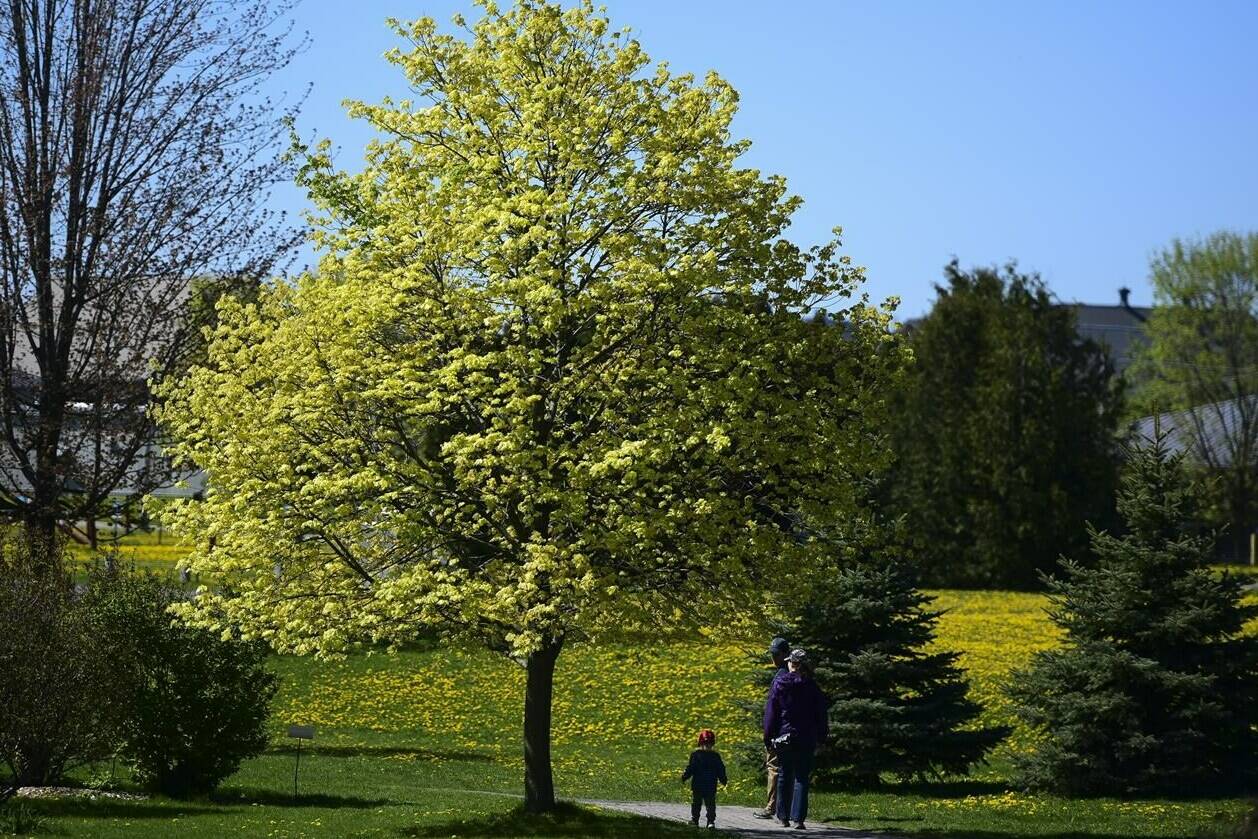 Colourful spring flowers and trees bloom as people visit the arboretum in Ottawa on Wednesday, May 12, 2021. A Vancouver pharmacists says spring allergies are now in full force after a delay to the warmer weather in B.C. in 2023. THE CANADIAN PRESS/Sean Kilpatrick