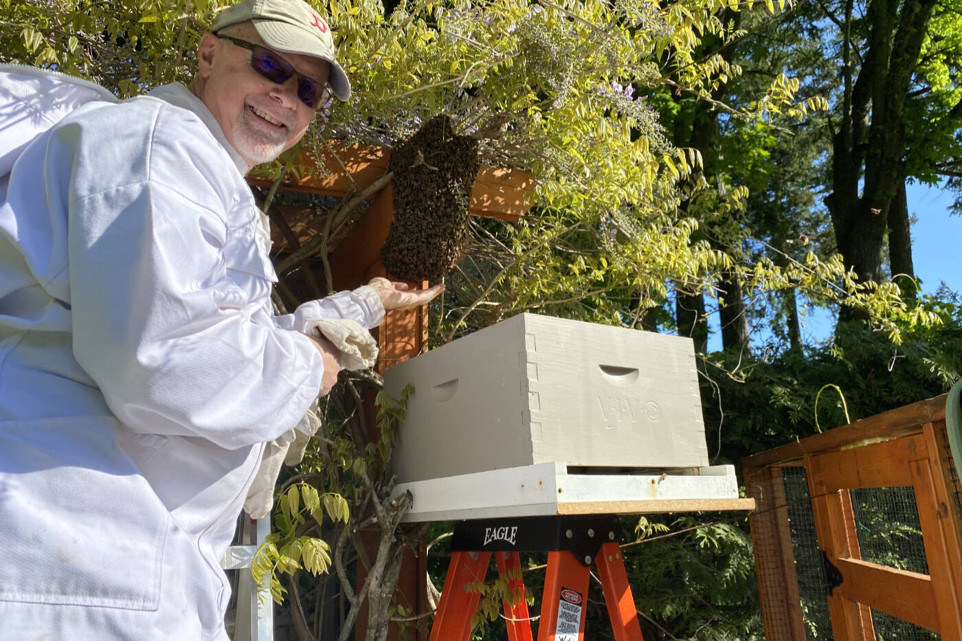 Spring swarms are not unusual, says Victoria beekeeper Bill Cavers, seen here dealing a swarm of his own bees that landed in the neighbour’s plum tree. (Courtesy Bill Cavers)