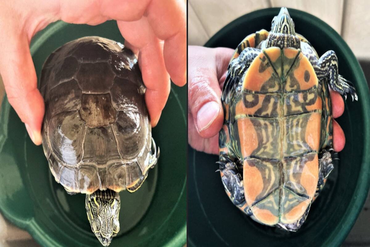 (Photo - Conservation Officer Service - Facebook)