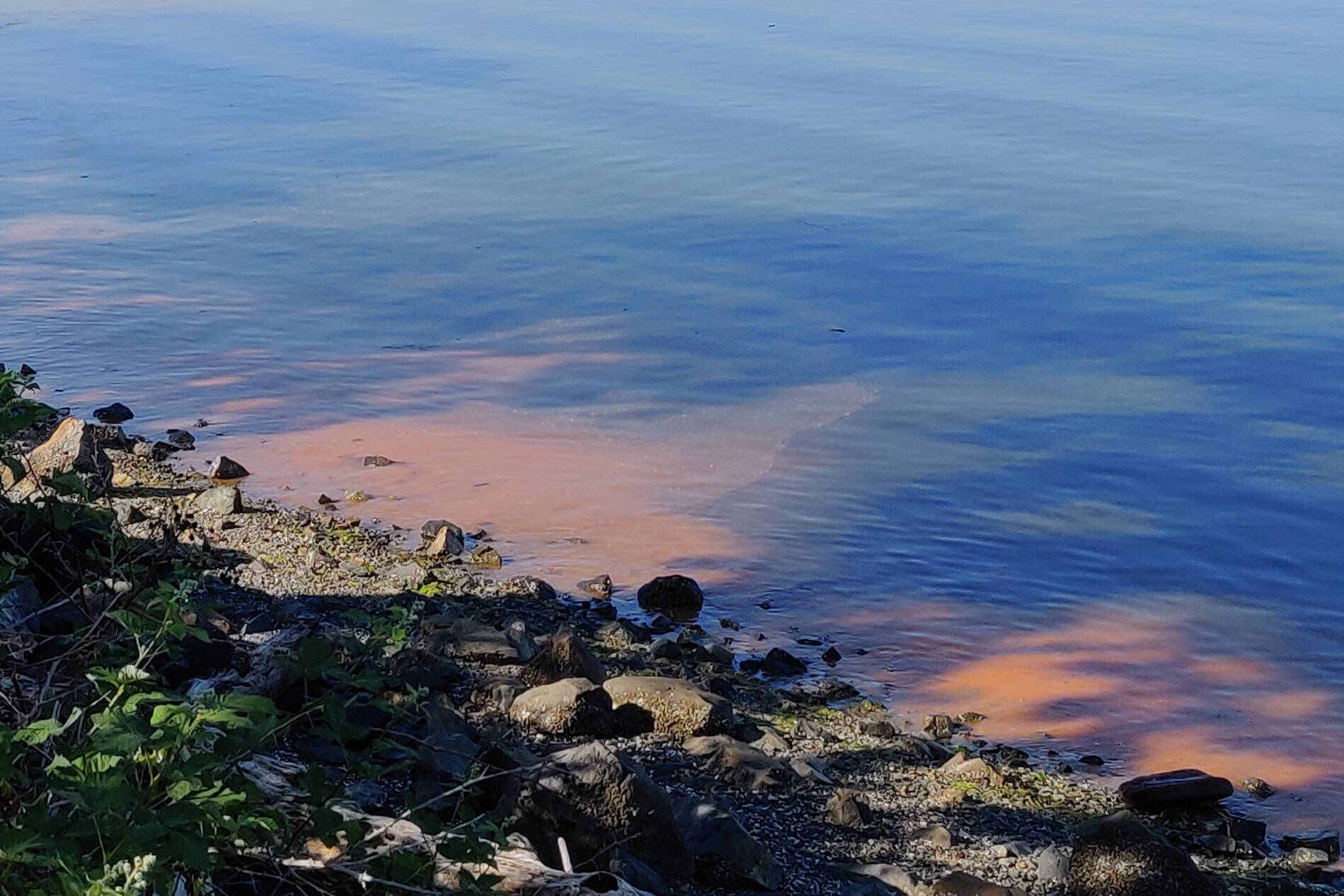 Noctiluca scintillans, also known as red tide algae blooms, were spotted midway along the Patricia Bay beach walking path in North Saanich. (Photo of Courtesy of Frank Towler)