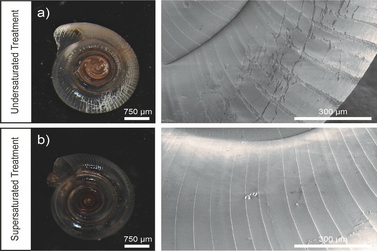 The top microscopic image shows a pteropod with shell dissolution, the white areas, that were exposed to acidic water while the bottom image shows the usual translucent appearance of the sea snail in non-acidic water. It’s part of what helped a UVic researcher question pteropods being a bioindicator for the effects of ocean acidification. (Courtesy of Matt Miller)