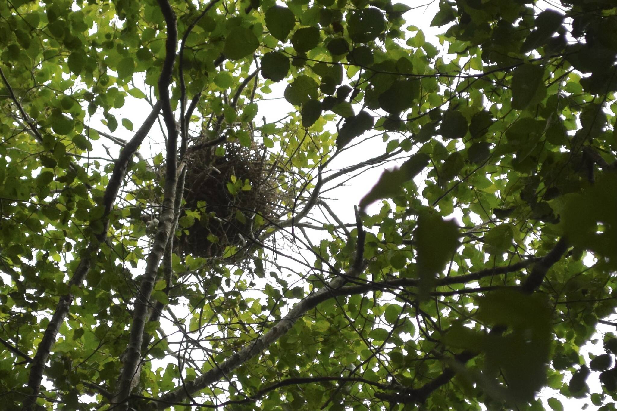 A Great Blue Heron colony has been established in John Wood’s yard, though it failed last year due to noise from a nearby construction site. Photo by Marc Kitteringham/Campbell River Mirror