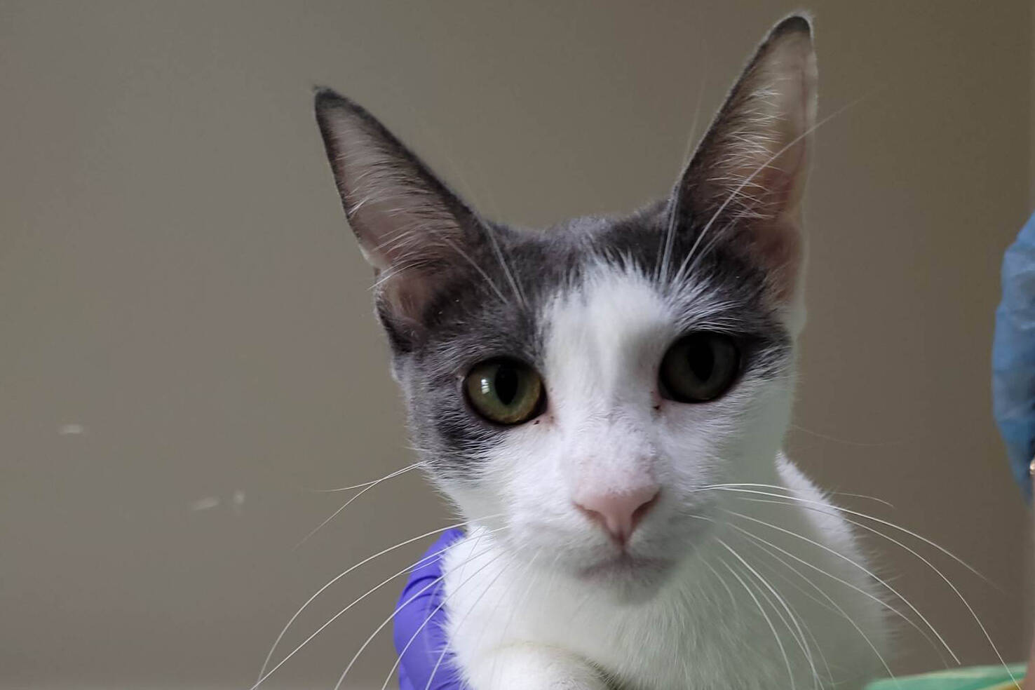 One of the 21 cats and eight kittens surrendered to the BC SPCA from a property in Powell River recentlly. (BC SPCA)