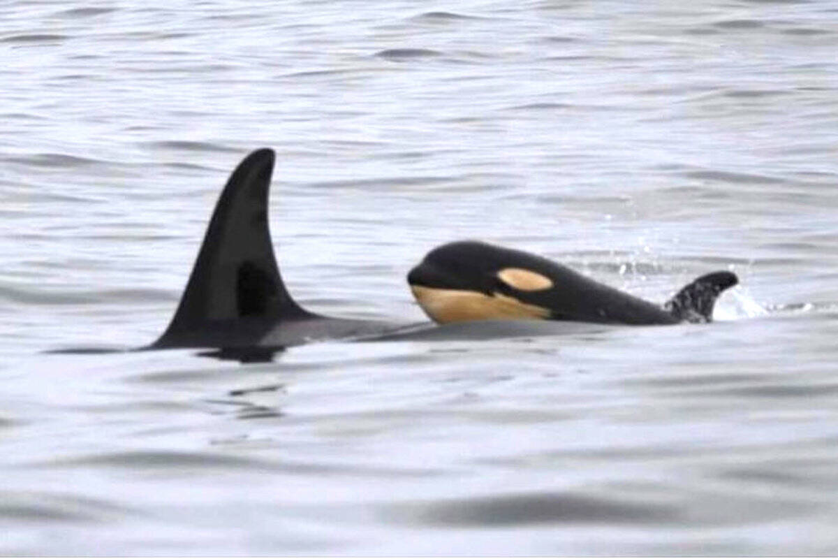 Researchers believe the young whale, pictured here off Tofino on June 19, is a newborn belonging to L-pod. (Courtesy of Howie Tom)