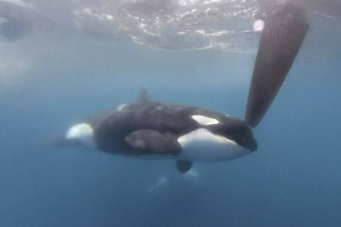 In a image from video provided by The Ocean Race, an orca moves along a rudder of the Team JAJO entry in The Ocean Race on Thursday, June 22, 2023, as the boat approached the Strait of Gibraltar. A pod of killer whales bumped one of the boats in an endurance sailing race, the latest encounter in what researchers say is a growing trend of sometimes-aggressive interactions with Iberian orcas. No one was injured. (The Ocean Race via AP)