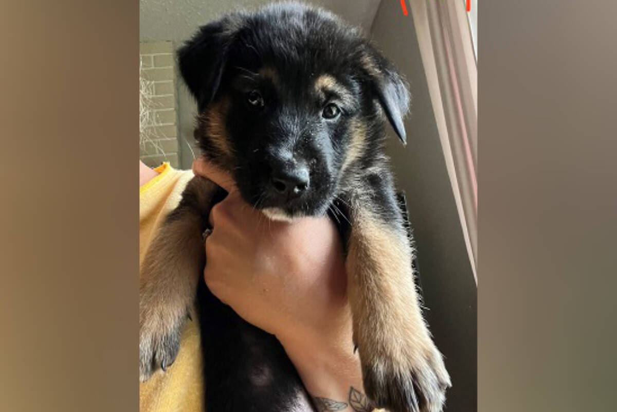Ten German shepherd puppies were stolen from a Nanaimo residence on June 26, according to RCMP. (Submitted photo)
