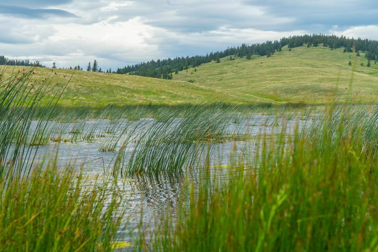 Grasslands known as Bunchgrass Hills, south of Kamloops, B.C., are shown in a handout photo. More than 60 square kilometres of at-risk grassland in British Columbia’s southern Interior will be protected forever, as part of the newest conservation project in the province. THE CANADIAN PRESS/Nature Conservancy of Canada