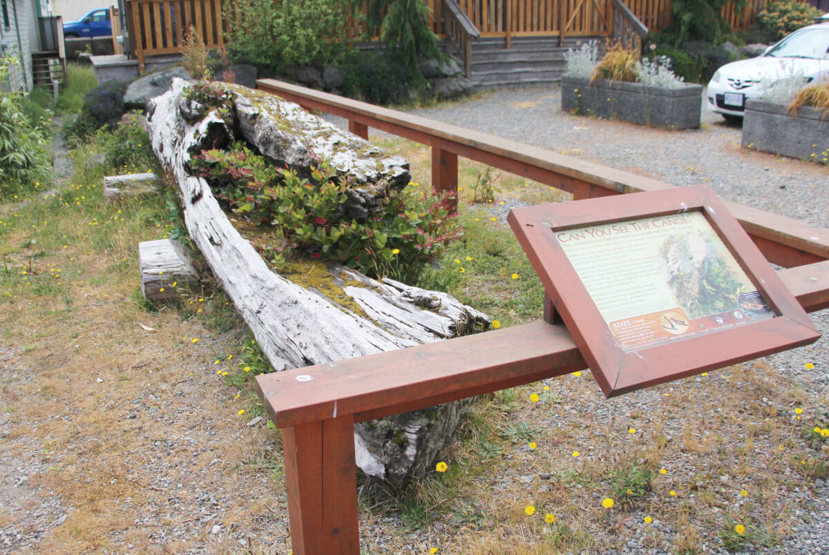 An unfinished First Nations canoe has fascinated viewers in Ucluelet for the past 10 years and is heading back to Hitaçu. (Andrew Bailey photos)
